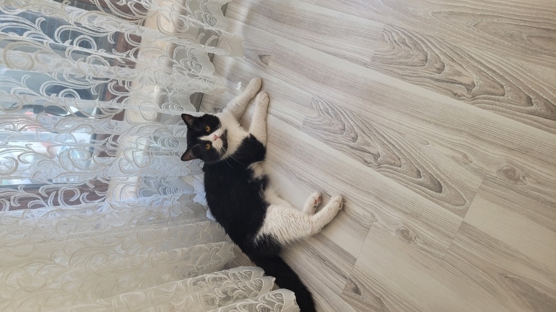 Tuxedo (Smokin) Kedi, Kedi  Cesiye El Uzatın Lütfen fotoğrafı