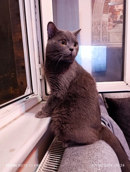 British Shorthair, Kedi  Cosmos (Kosmos) fotoğrafı