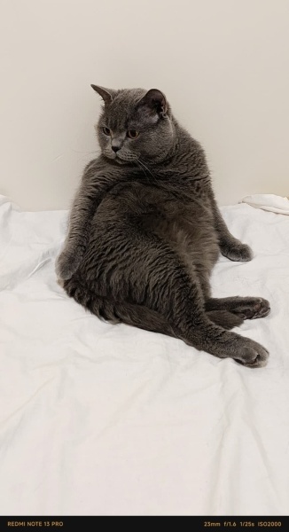 British Shorthair, Kedi  Cosmos (Kosmos) fotoğrafı