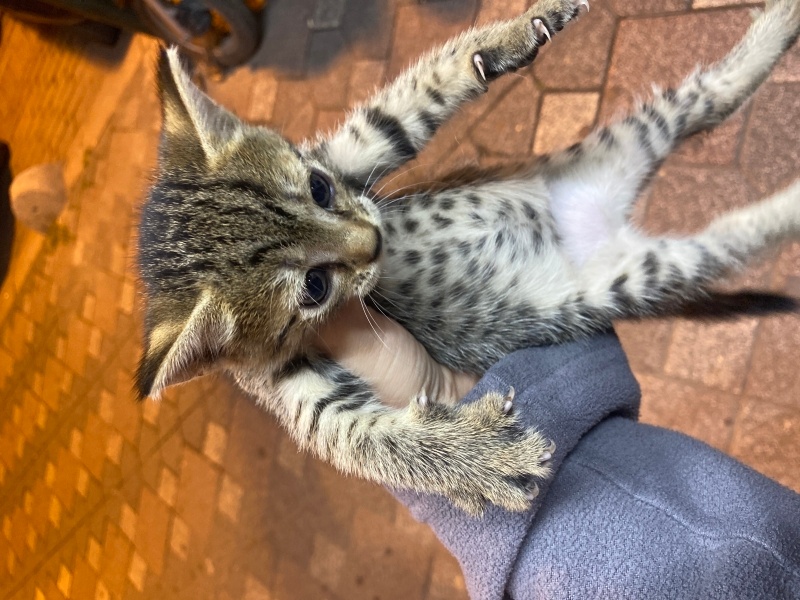 Tekir Kedi, Kedi  Shelby fotoğrafı