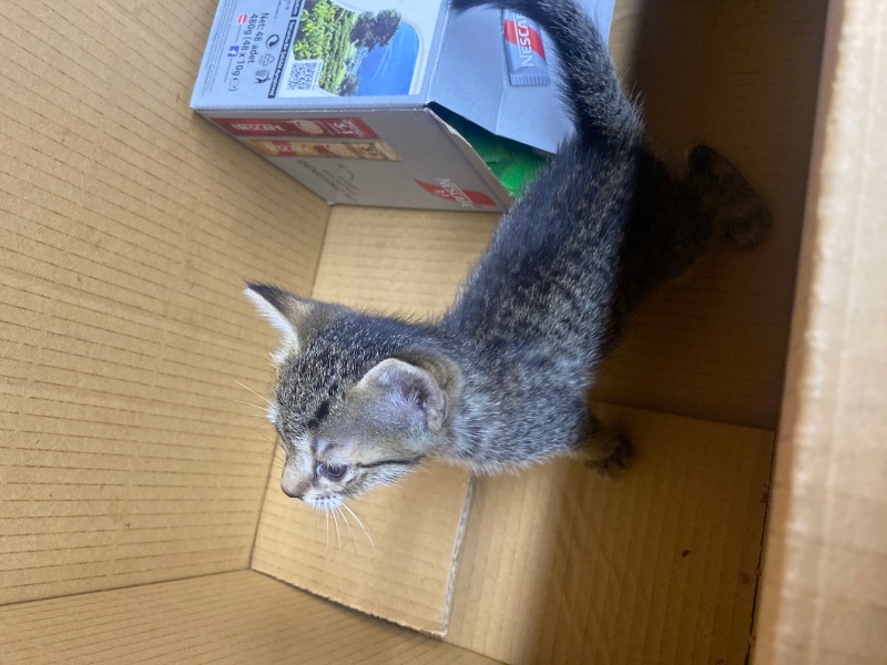 Tekir Kedi, Kedi  Shelby fotoğrafı