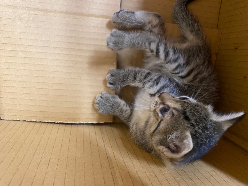 Tekir Kedi, Kedi  Shelby fotoğrafı