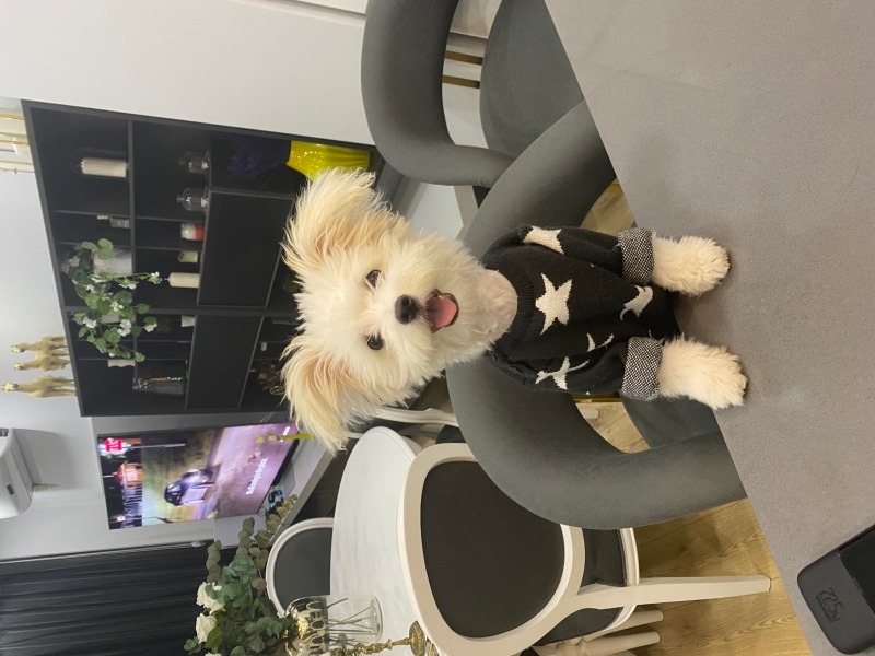 Poodle(Standart Kaniş), Köpek  Bella fotoğrafı