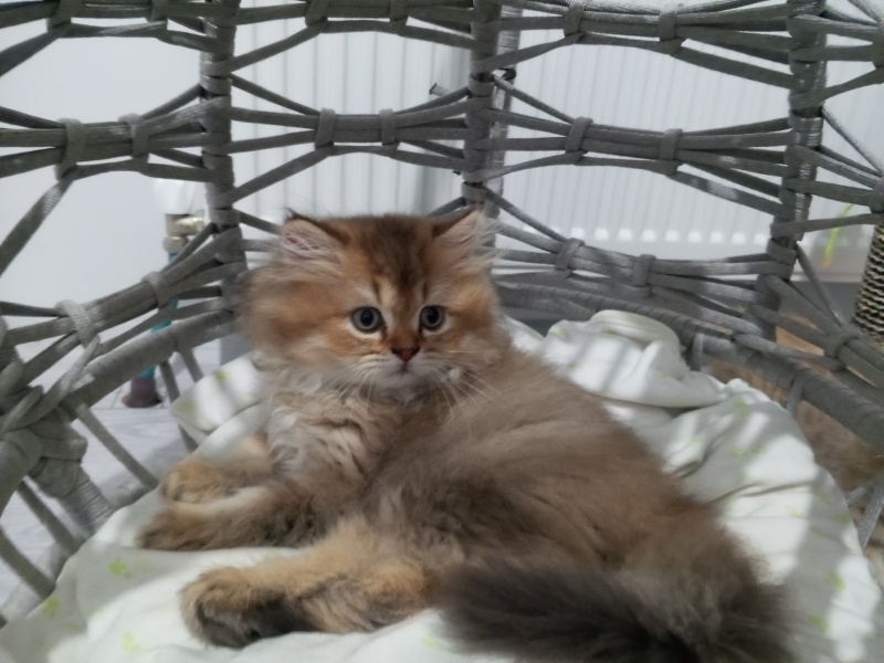 British Longhair, Kedi  Pufi fotoğrafı