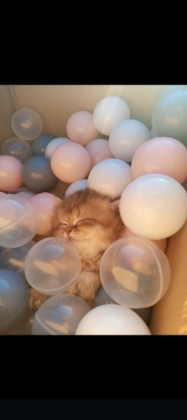 British Longhair, Kedi  Pufi fotoğrafı