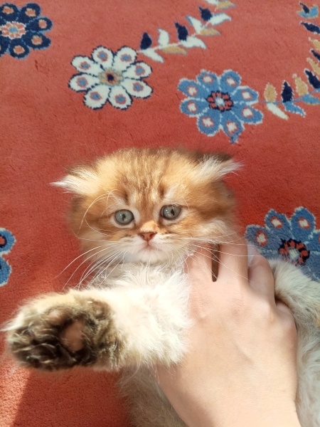 British Longhair, Kedi  Pufi fotoğrafı