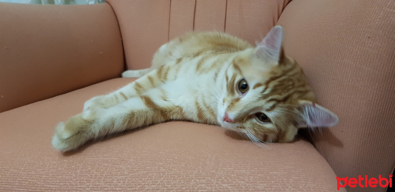 Tekir Kedi, Kedi  Leo  yu sahiplenecek yeni bir yuva arıyoruz  fotoğrafı