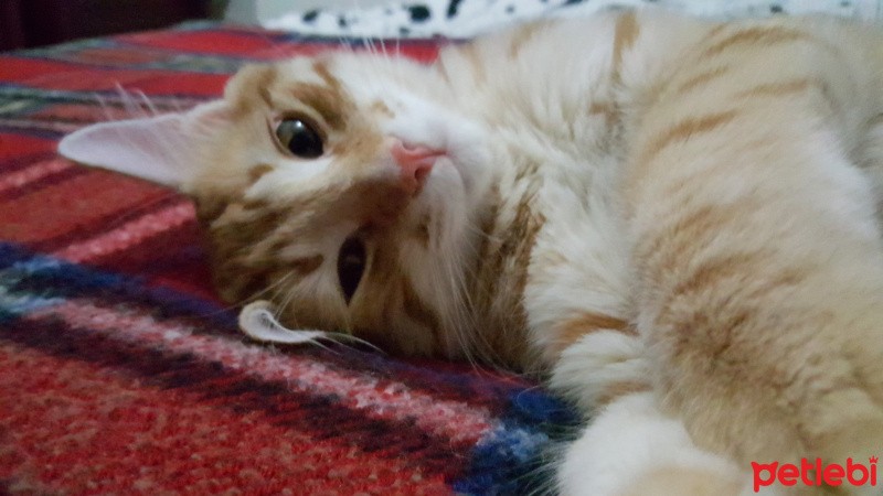 Tekir Kedi, Kedi  Leo  yu sahiplenecek yeni bir yuva arıyoruz  fotoğrafı