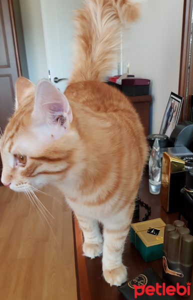 Tekir Kedi, Kedi  Leo  yu sahiplenecek yeni bir yuva arıyoruz  fotoğrafı