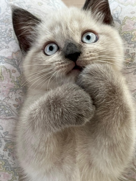 British Shorthair, Kedi  Leo fotoğrafı