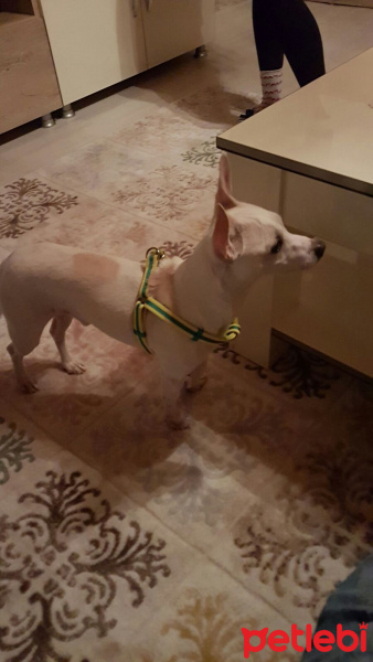 Minyatür Pinscher, Köpek  Başkan fotoğrafı