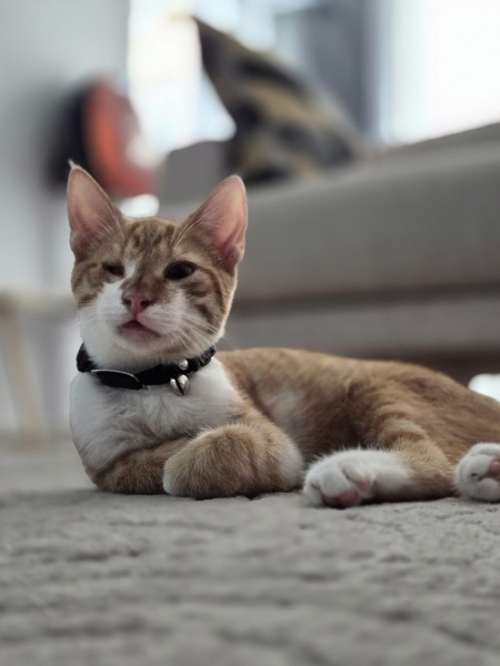Sarman, Kedi  Odin fotoğrafı