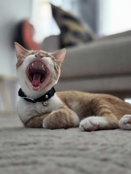 Sarman, Kedi  Odin fotoğrafı