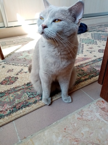 British Shorthair, Kedi  Yumak fotoğrafı