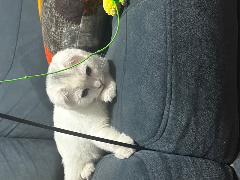 Scottish Fold, Kedi  Sütlaç fotoğrafı