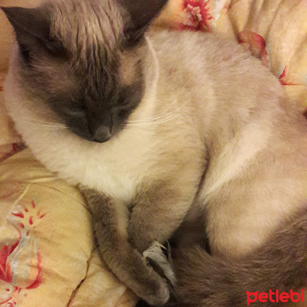 Siyam Kedisi, Kedi  KAHVE fotoğrafı