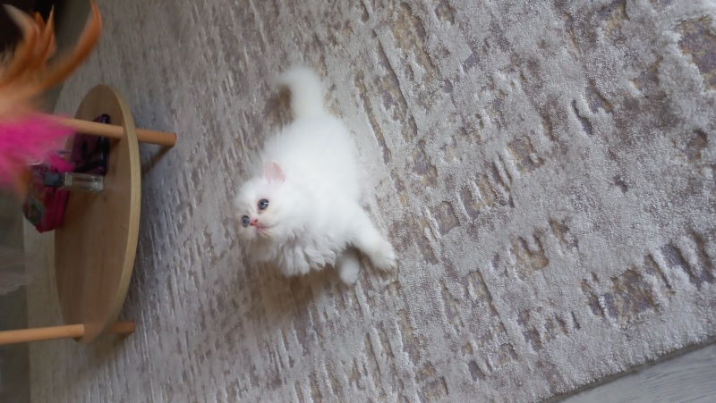 Chinchilla, Kedi  Sütlaç fotoğrafı