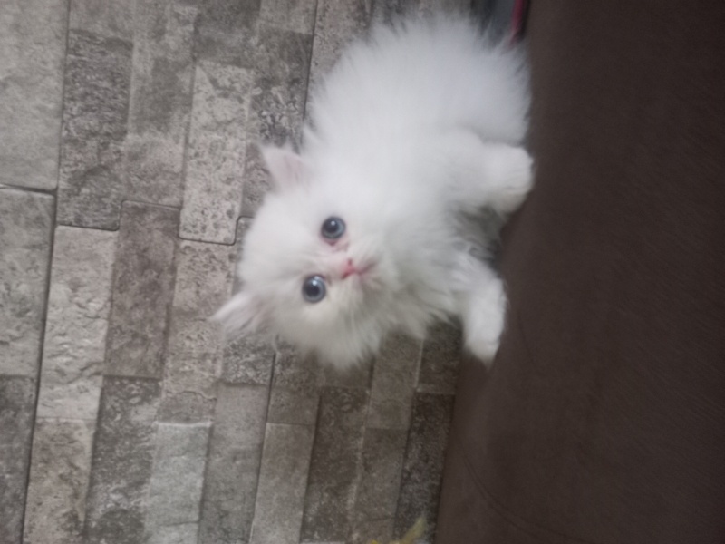 Chinchilla, Kedi  Sütlaç fotoğrafı