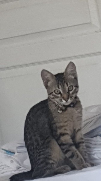 Tekir Kedi, Kedi  Firuze fotoğrafı