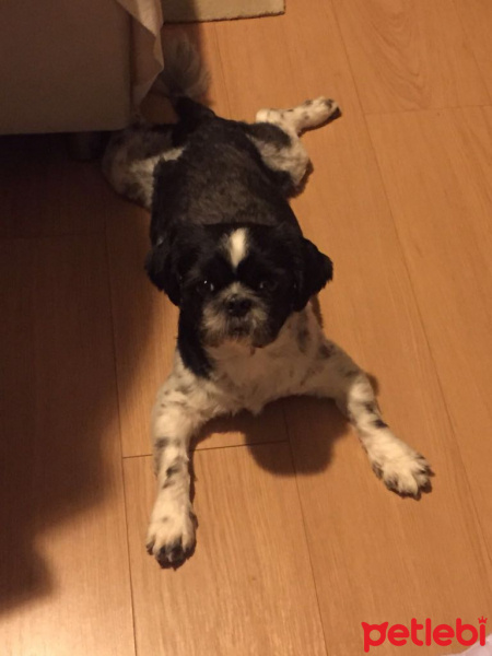Shih Tzu, Köpek  casper fotoğrafı