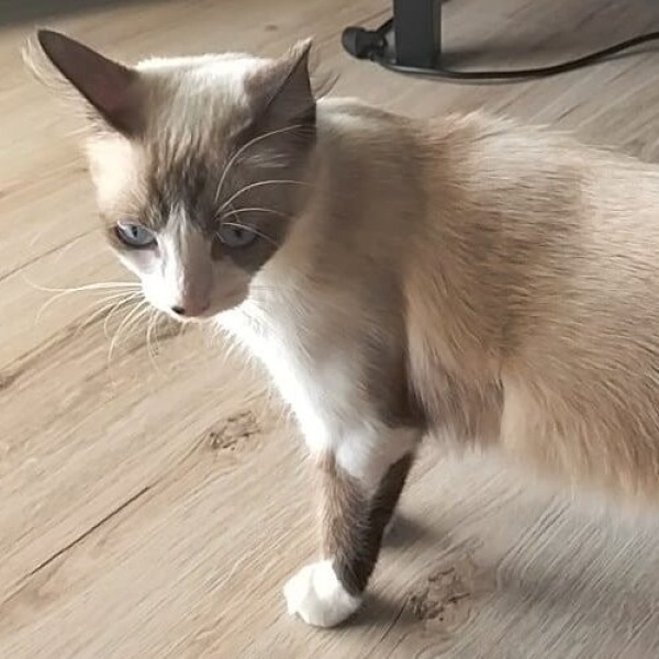 Siyam Kedisi, Kedi  Shakira fotoğrafı