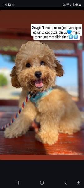 Poodle (Minyatür Kaniş), Köpek  Pascal fotoğrafı