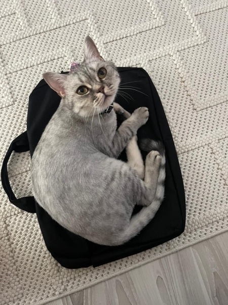 British Shorthair, Kedi  Süslü fotoğrafı
