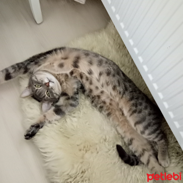 Tekir Kedi, Kedi  Mike fotoğrafı