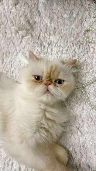 İran Kedisi (Persian), Kedi  Masha fotoğrafı