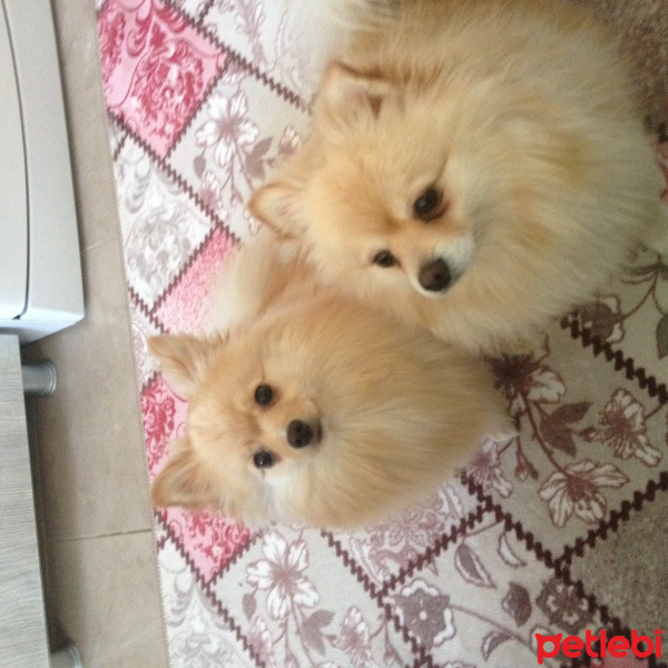 Pomeranyalı, Köpek  Balım ve çıpır fotoğrafı