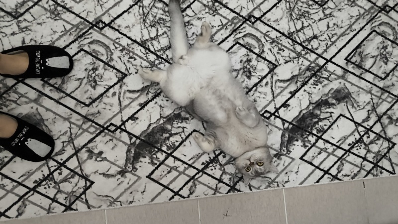 British Shorthair, Kedi  Mio fotoğrafı