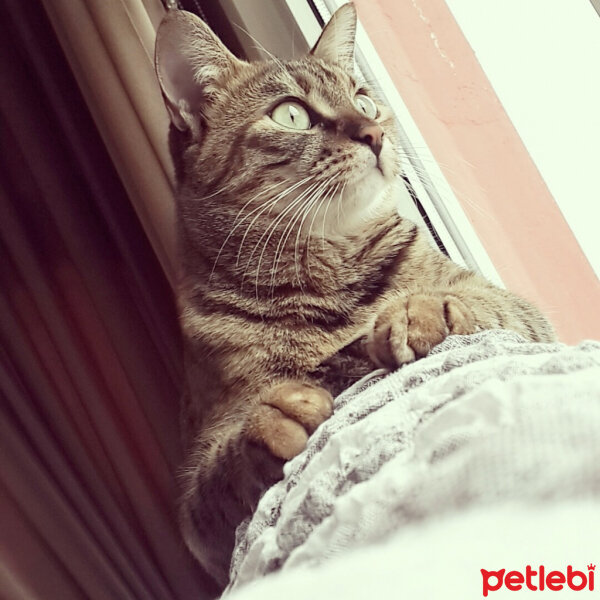 Tekir Kedi, Kedi  BONCUK fotoğrafı