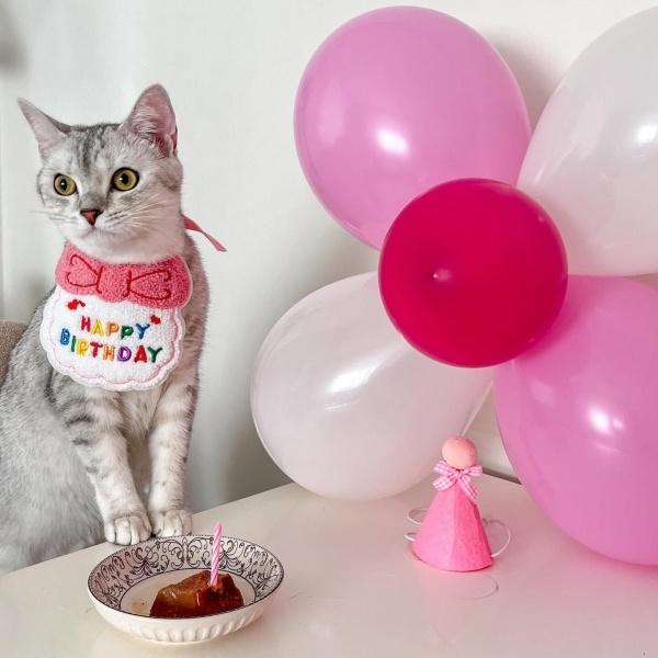 British Shorthair, Kedi  Şans fotoğrafı