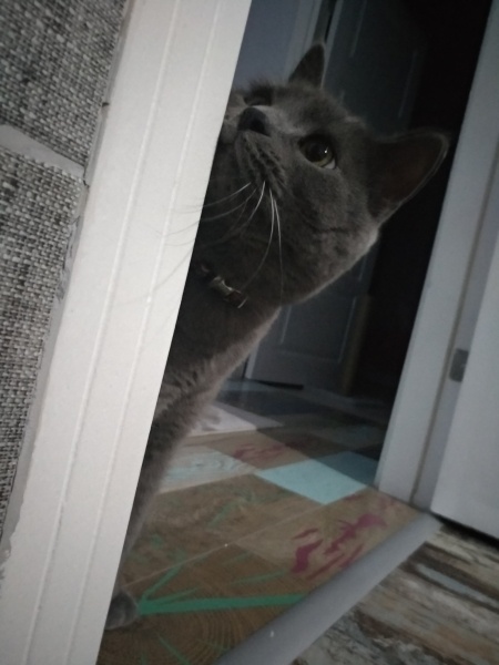 British Shorthair, Kedi  Bulut fotoğrafı