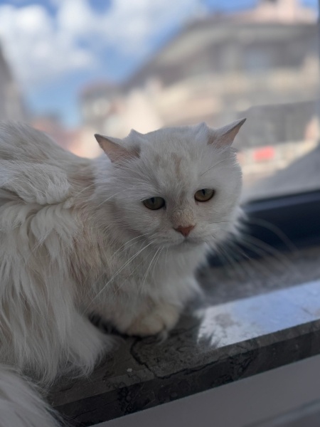 Chinchilla, Kedi  Prenses fotoğrafı