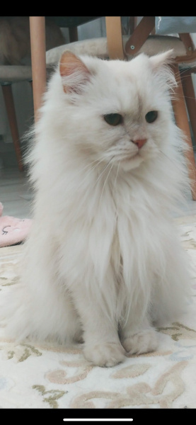 Chinchilla, Kedi  Prenses fotoğrafı