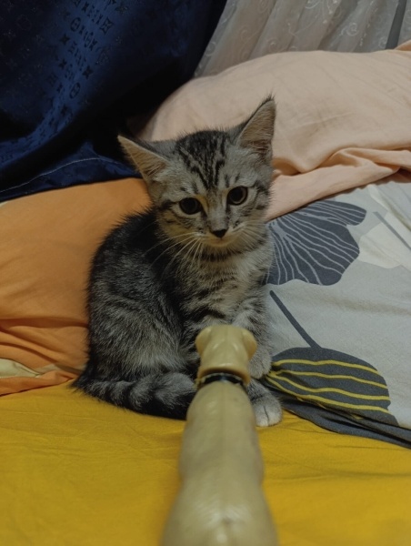 Sarman, Kedi  Suki fotoğrafı