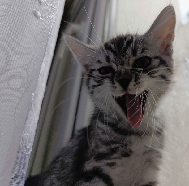 Sarman, Kedi  Suki fotoğrafı