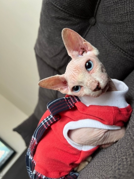 Sphynx, Kedi  Fındık fotoğrafı