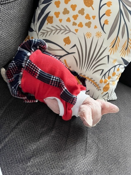 Sphynx, Kedi  Fındık fotoğrafı