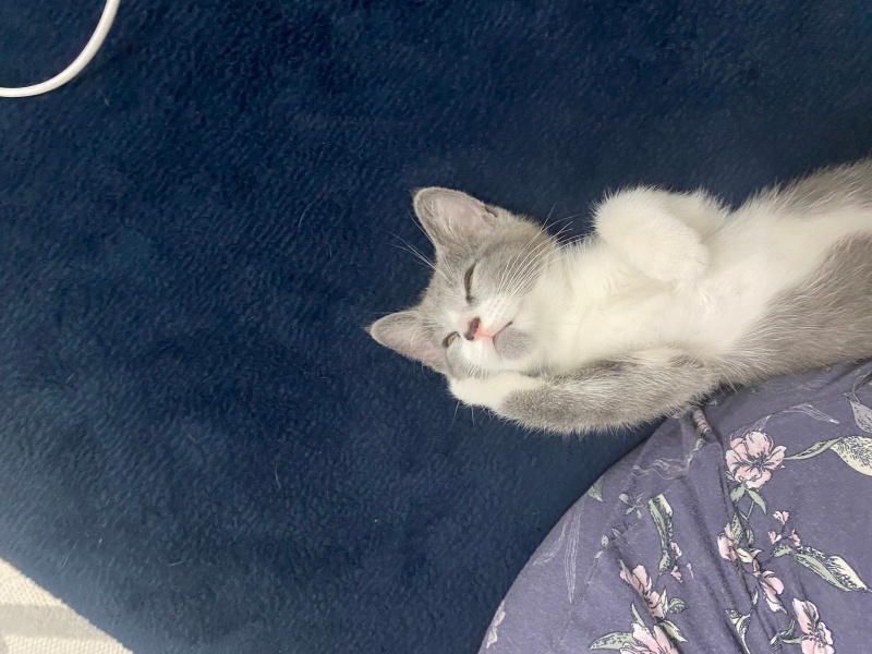 Tekir Kedi, Kedi  Maya fotoğrafı