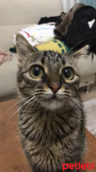 Tekir Kedi, Kedi  Kuzu fotoğrafı