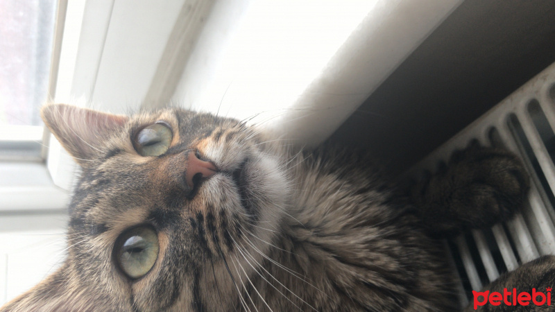Tekir Kedi, Kedi  Kuzu fotoğrafı