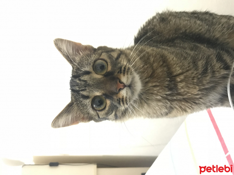 Tekir Kedi, Kedi  Kuzu fotoğrafı