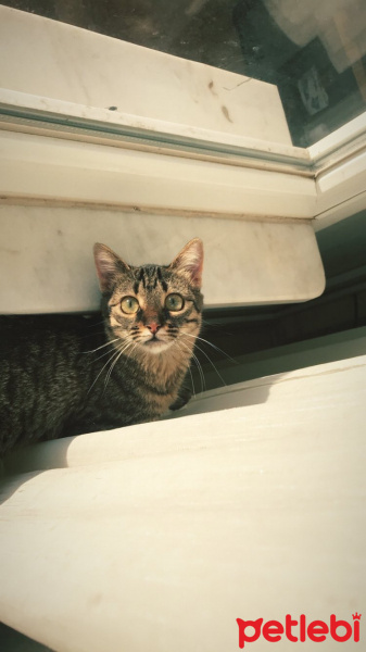 Tekir Kedi, Kedi  Kuzu fotoğrafı