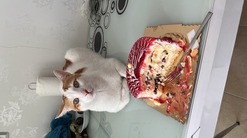 Sarman, Kedi  Balım fotoğrafı
