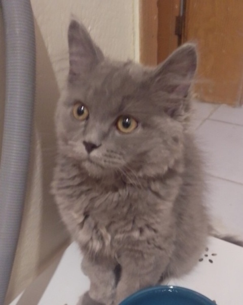 British Longhair, Kedi  Kartal fotoğrafı