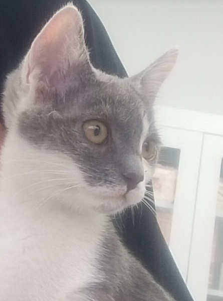 Tekir Kedi, Kedi  İnci fotoğrafı