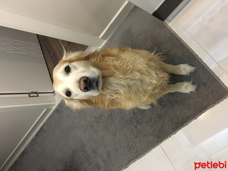 Golden Retriever, Köpek  Ateş fotoğrafı