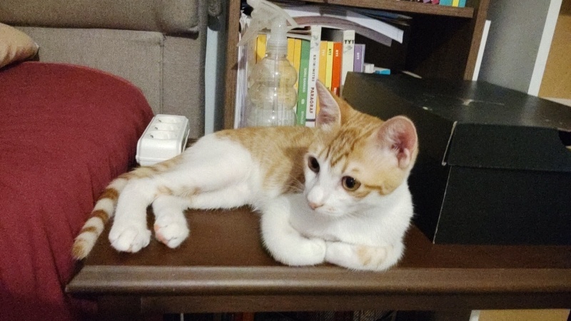 Sarman, Kedi  sütlaç fotoğrafı